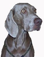 Chovatelska stanice ps�: SILVER FAITH