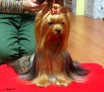 Chovatelska stanice ps�: SAVAGE OF DAY