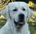 Chovatelska stanice ps�: Z HAVLOVA DVORA