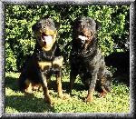 Chovatelska stanice ps�: BLACK TOUCH