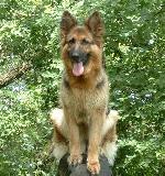 Chovatelska stanice ps�: BRI-JACK