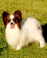 Chovatelska stanice ps�: BABO�KA ADMIR�L