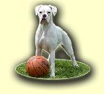 Chovatelska stanice ps�: STR�NKY B�L�CH BOXER�